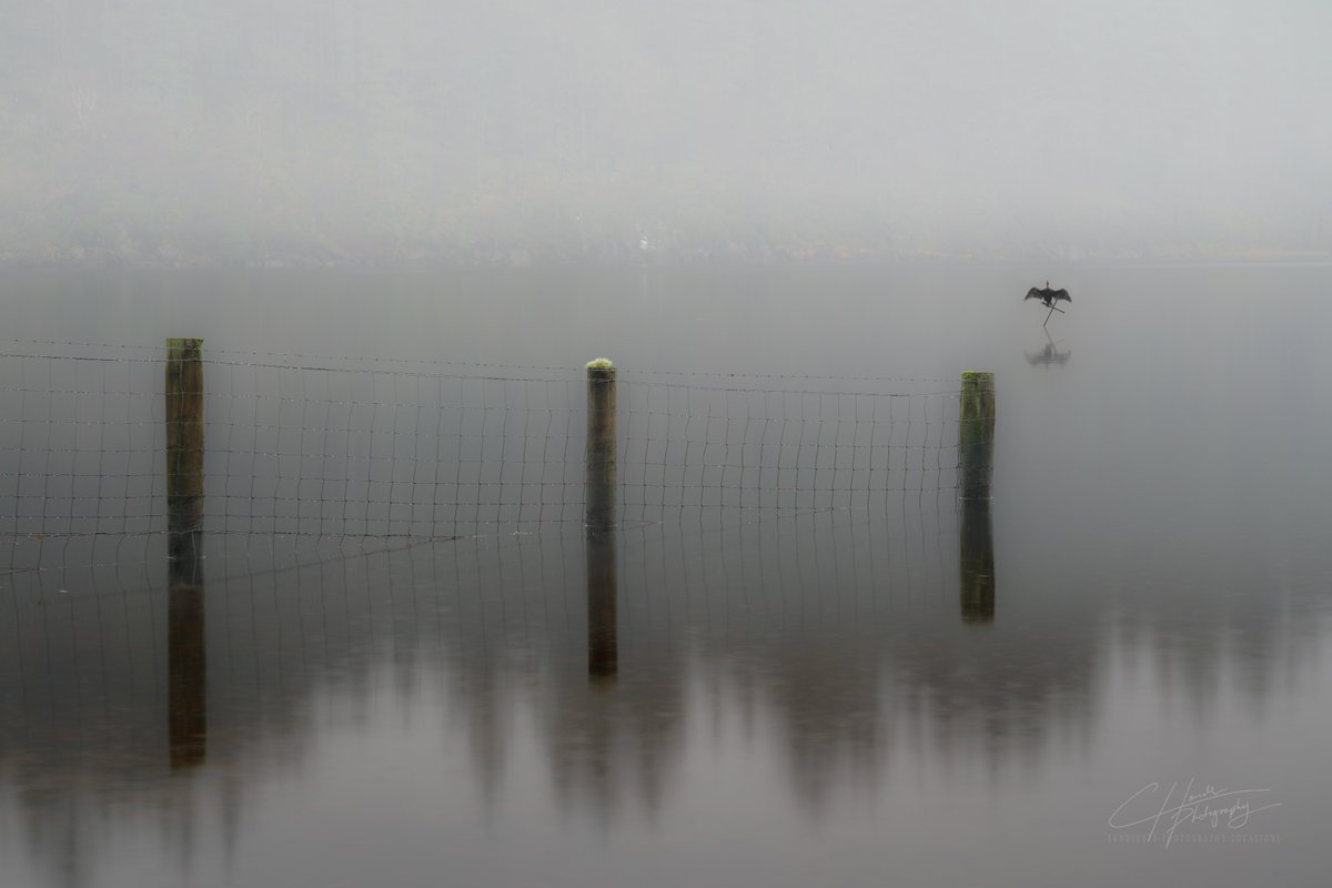 CHPhotography15's tweet image. Bird life!
Loch Ard, Trossachs National Park, Scotland. @VisitScotland @lomondtrossachs @ScotsMagazine #lochard #birdphotography #Scotland #trossachs