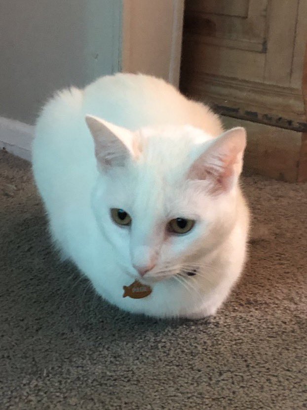 finnythekitty's tweet photo. @swagmastarpaul ? https://t.co/ztg5ZHZi8j