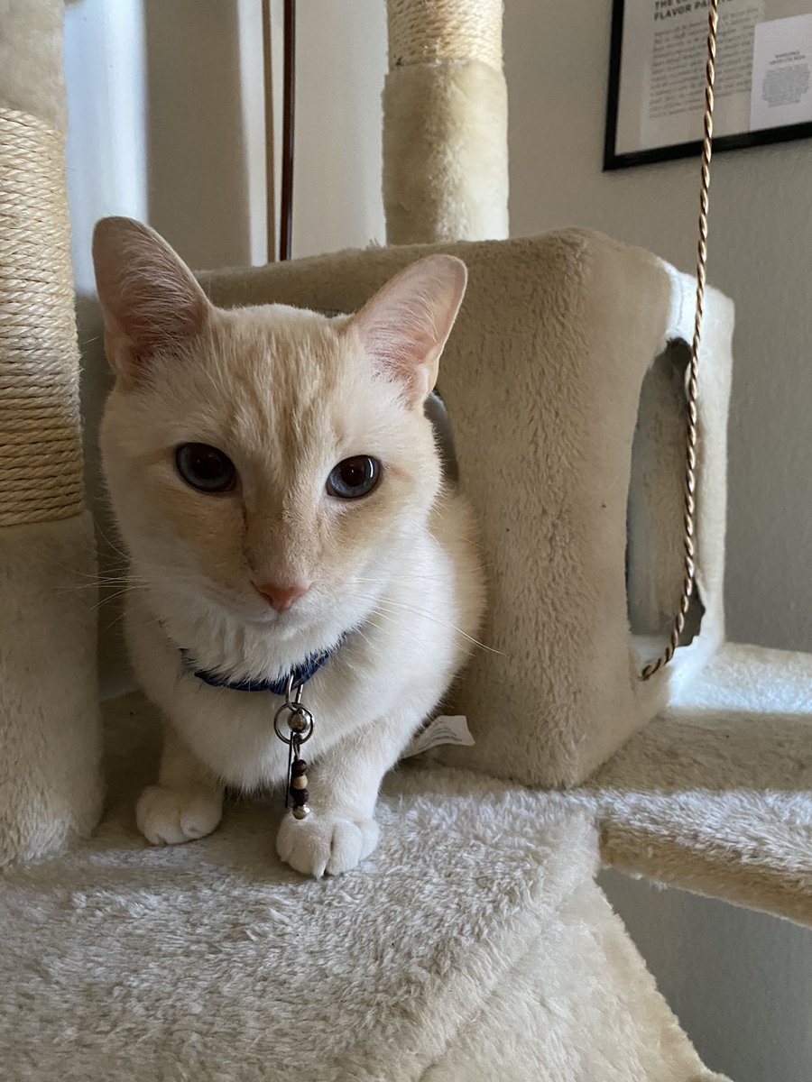 finnythekitty's tweet photo. I will find u https://t.co/anfbKiXHzn