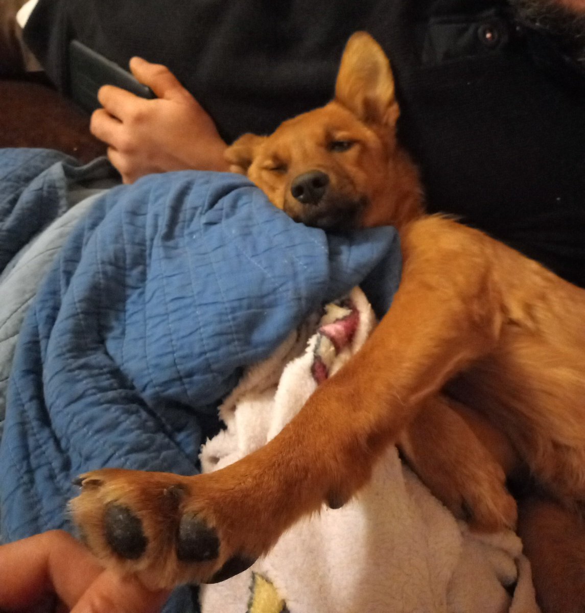 CocineraGaia's tweet image. #snootaboop
Lía está un poco malita hoy, pero guapa como siempre ❤❤❤❤