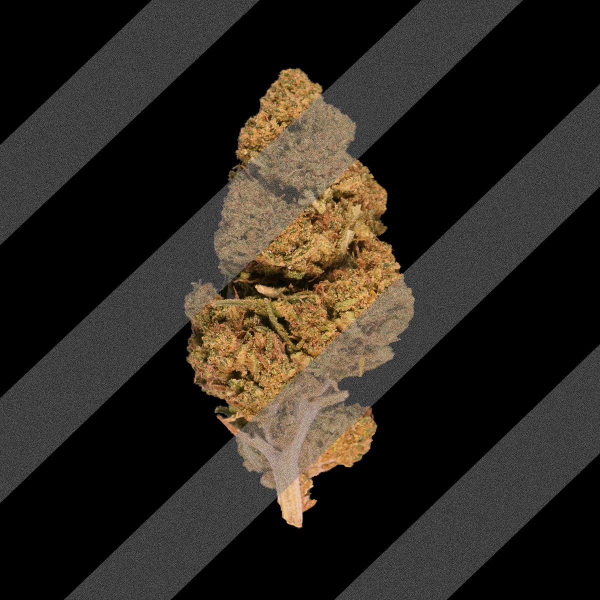 CannaCrypts tweet media