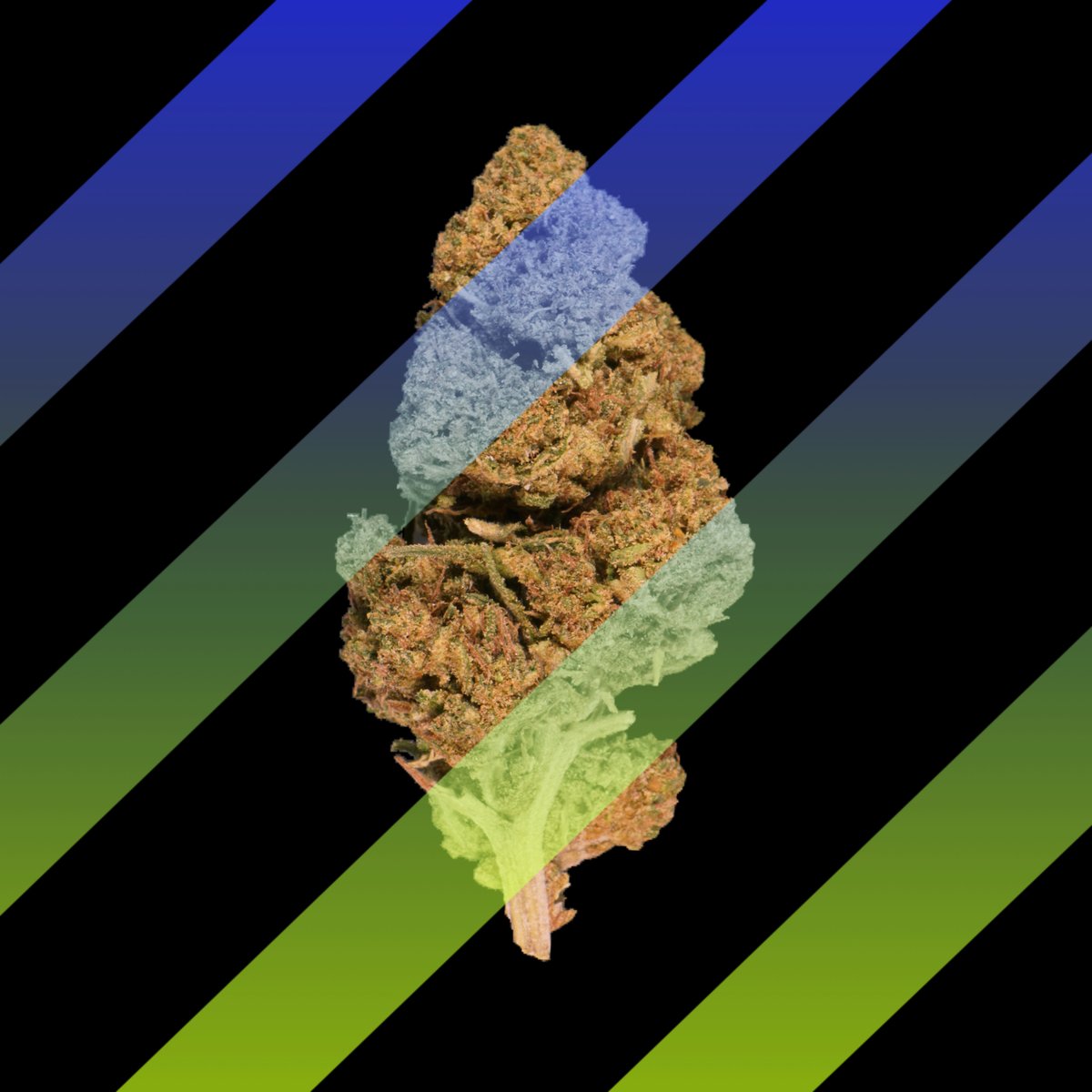 CannaCrypts tweet media