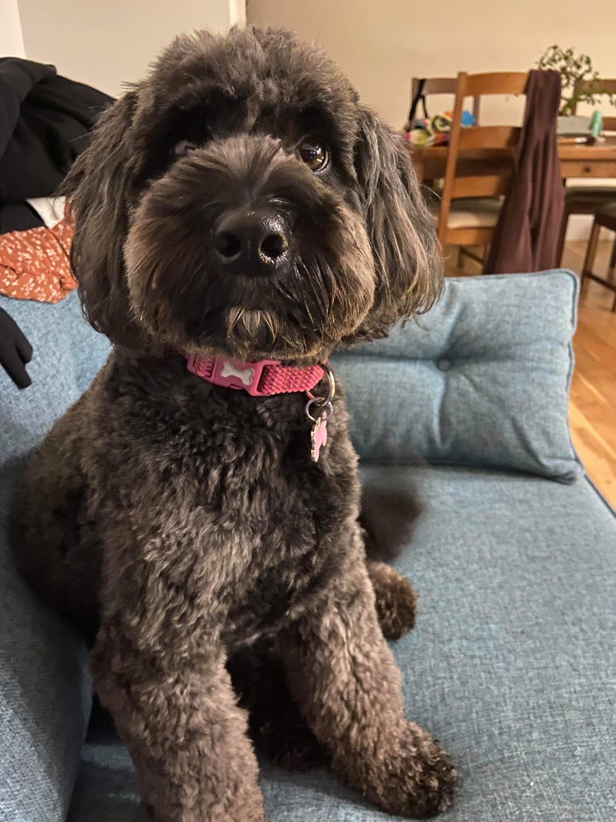 millypod1's tweet photo. ELSIE IS HOME. THANKS FOR RT's πππΎ
9 DEC 2021. ELSIE #Lost #ScanMe #Tagged
Black Cockerpoo Female
Bolted on footpath #CarColston towards #Screveton #NG13 #Nottinghamshire
https://t.co/NvH3AWMyaM https://t.co/NKmpqF6Dma