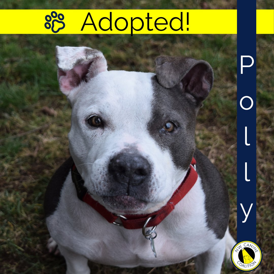 NW Canine Coalition is glad to announce our precious pal Polly from our partner rescue Saving Great Animals has found her forever home!

Thank you to Saving Great Animals for partnering with us to shine a light on dogs in need of forever homes. Together, We CANine do it! 🐾