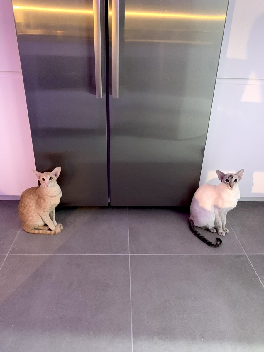 MsTittifanfan's tweet photo. Dancing to Neu in the kitchen. They’re transfixed #neu75 https://t.co/KoaS9m838i