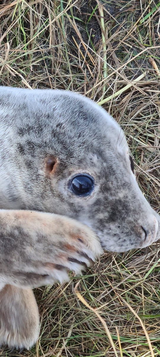 GeoffP246's tweet photo. Donna Nook 
Grey Seal https://t.co/XQuxiMxbwi