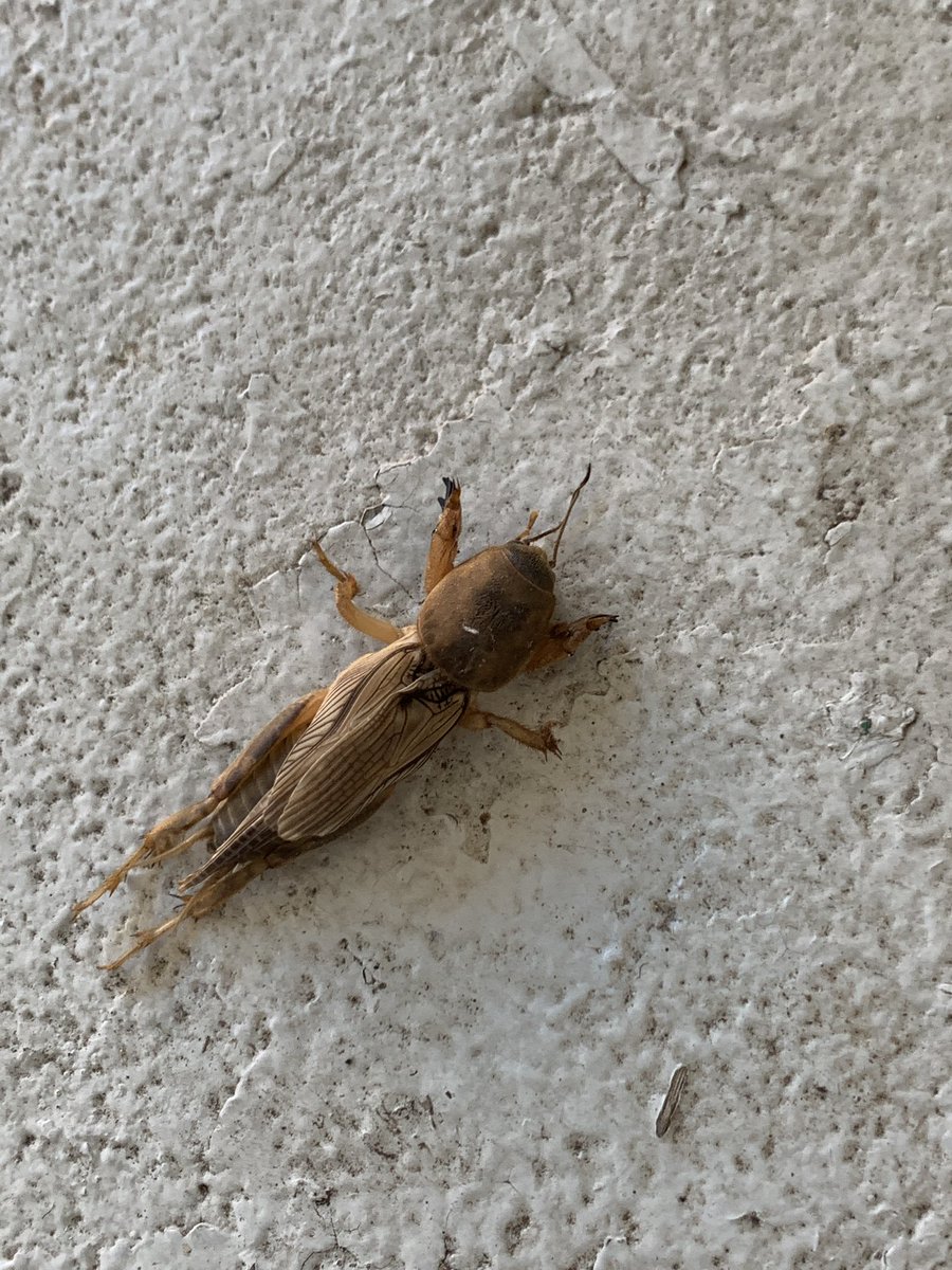 Cassandra Loftlin tweet media