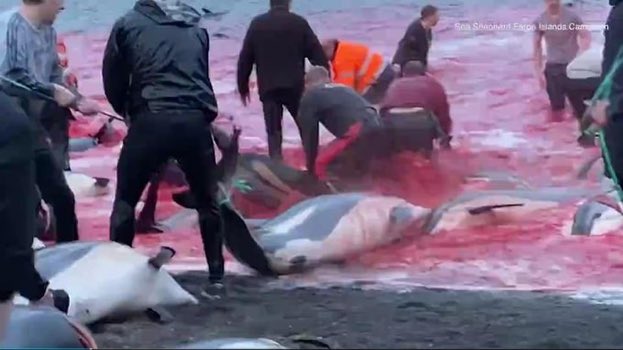 TracyHeather22's tweet photo. @GoGoPlaces_ I have heard plenty about #FaroeIslands and it’s somewhere I will NOT visit due to its love of killing dolphins and whales. A slow cruel hunt that ends in dolphins and whales being driven onshore and painfully killed with sharp instruments. #boycottfaroeislands @seashepherd https://t.co/bZJukDAhfZ