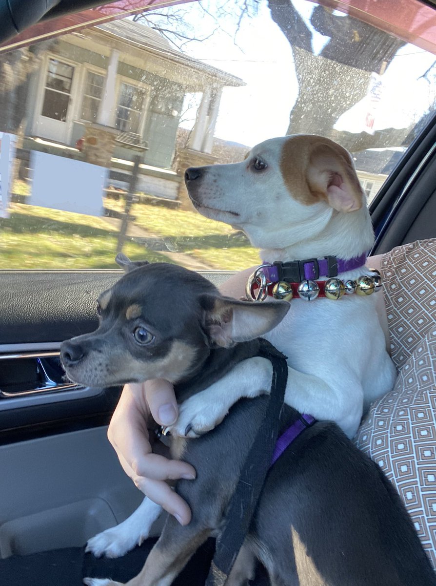 BrunoFitzy's tweet photo. My brother and sister on the way home from getting photos with Santa! 🎅 Mum thought it was a sweet moment that Sadie had her paw around Chip. https://t.co/WviluDIiTA