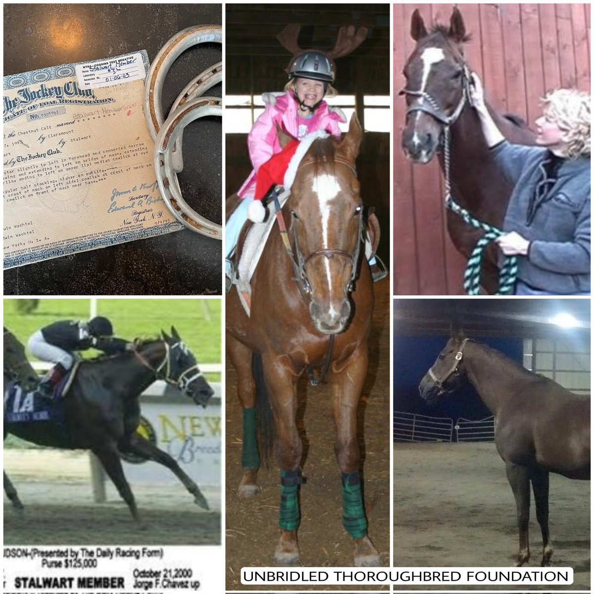 UnbridledTBF's tweet photo. Our origin story ... How one #NYBred payed it forward to protect hundreds more ... @EQUUSFoundation @Susan_Kayne @TheNYRA  @NewYorkTHA #StalwartMember  https://t.co/CAzyMmdIAS https://t.co/xMvR0aRuG6