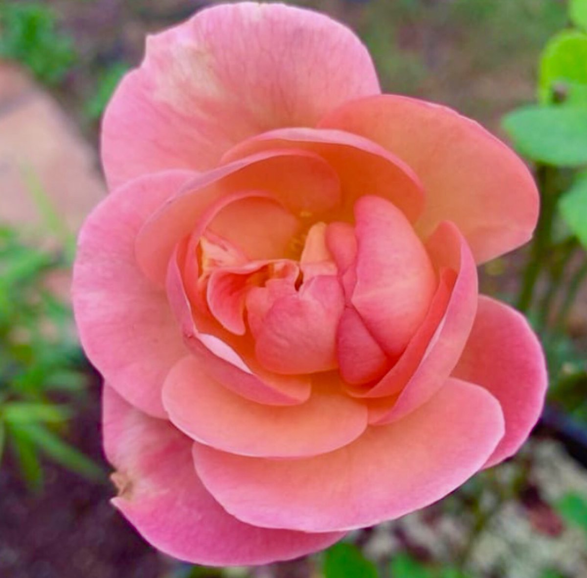 I have some things to do.. I hope everyone has a great Sunday! 

From my yard 2020 

Also, FYI I am NOT on ANY  Social Media all day. Nor do I have notifications on. I try to get to your post, but if I don’t see them, it’s Twitters fault. 🥲

✌️Peace Out