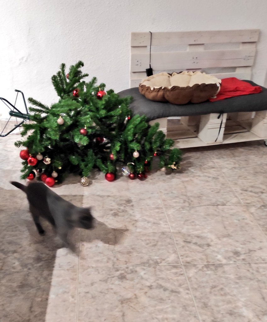 Bertavision's tweet photo. T'he pillat amb el carret del gelat😼🎄 #Haviadepassar #Pinyol https://t.co/iPC9fnQ4pM