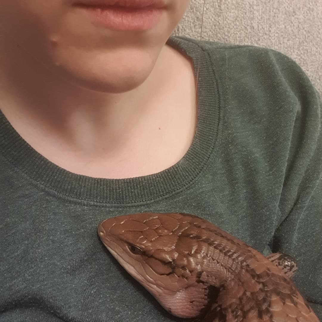SOUVIEBTS's tweet photo. I like to cuddle/
Where it is warm and soft too/
Reptile bonding time
#reptile #bluetongueskink #haiku #reptiles #petpoetry #poem #bioactive #cobblepath #officeskink https://t.co/iwhKqADGgu