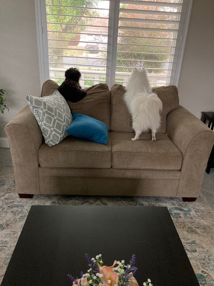 dogdaysinitaly's tweet photo. Mia: Why does it rain? I don't like it.
Dino: That's complicated
Mia: Well tell this Complicated to stop it.
Dino: If I only could. 🙄🙄 @OrchestraDog @Darcie212 @NeddlePeddle @parsleysmum @jamessbond20 @TashaSpunSugar @Charlot31041072 @Alfie77617391 @pacer_t @Ted1Inquisitive https://t.co/tBS4enS1yu