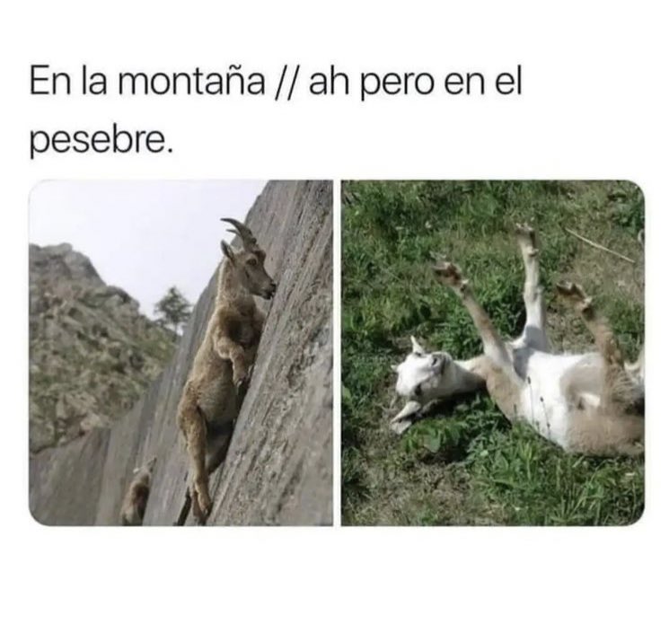 fa anys ja que no faig el pesebre però es que no puc superar aquest meme