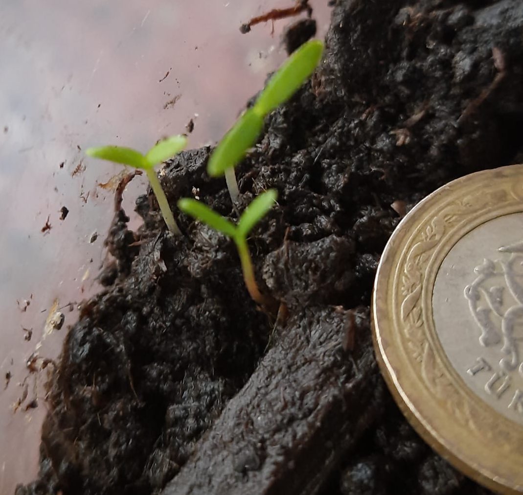 yigitak's tweet photo. Benim koca çınarı da şuraya bırakayım.🌱 (Belki de bin yıllık bir zincirin ilk tiviti🤷🏻‍♂️) https://t.co/M94WYHdq1L