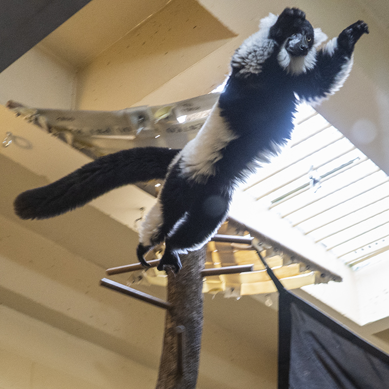 TopekaZoo's tweet photo. Happy #SoaringSunday!
Black and white ruffed lemurs are great at jumping from tree to tree. As they eat and move between trees, pollen gets stuck to their fur, meaning they are among the largest pollinators in the world. https://t.co/1yRNkruOXs