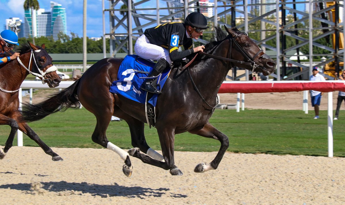 GulfstreamPark's tweet photo. Askew storms in the final furlong to get the victory in race 3, @JulienLeparoux aboard for trainer @JackSisterson. #GulfstreamPark #ChampionshipMeet https://t.co/l0Z0rbE36C