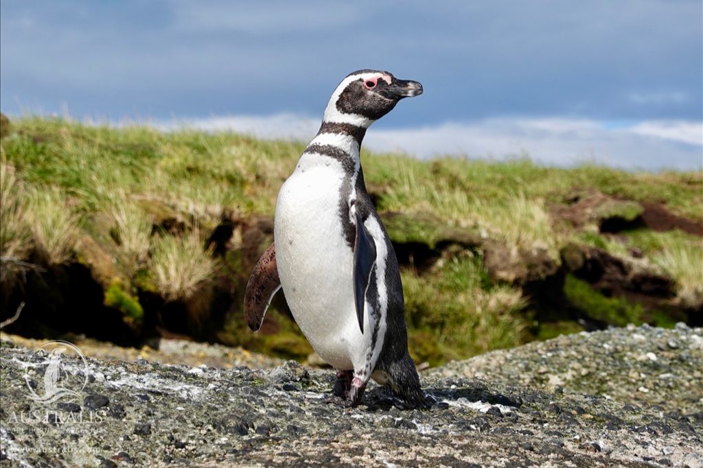 Highlights of Chile - Bespoke Itinerary featuring Stella Australia Patagonian Cruise- mailchi.mp/intothevineyar…