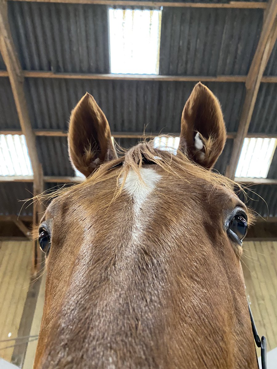 emmymnt2's tweet photo. Étant partie de l’écurie Abrivard, mon histoire avec Frédo va prendre un autre tournant… Il me manque tant que j’ai vraiment du mal à m’en remettre… Si vous saviez l’amour que j’ai pour ce cheval… Un déchirement pour moi … Je t’oublierais jamais mon chéri, merci pour tout💔❤️ https://t.co/ubHHHoxRdm