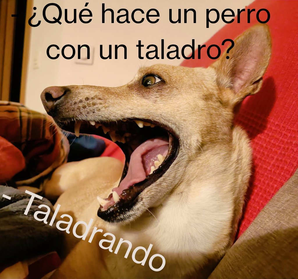chabier's tweet photo. #HumorDePerros #MelRiendo https://t.co/kKQvChYuOS