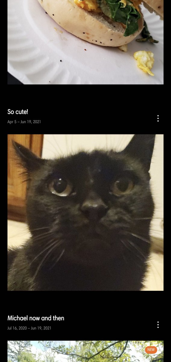 liminalterror's tweet image. Often thinking about the auto-generated album of my cat that features this rancid picture of her as the cover