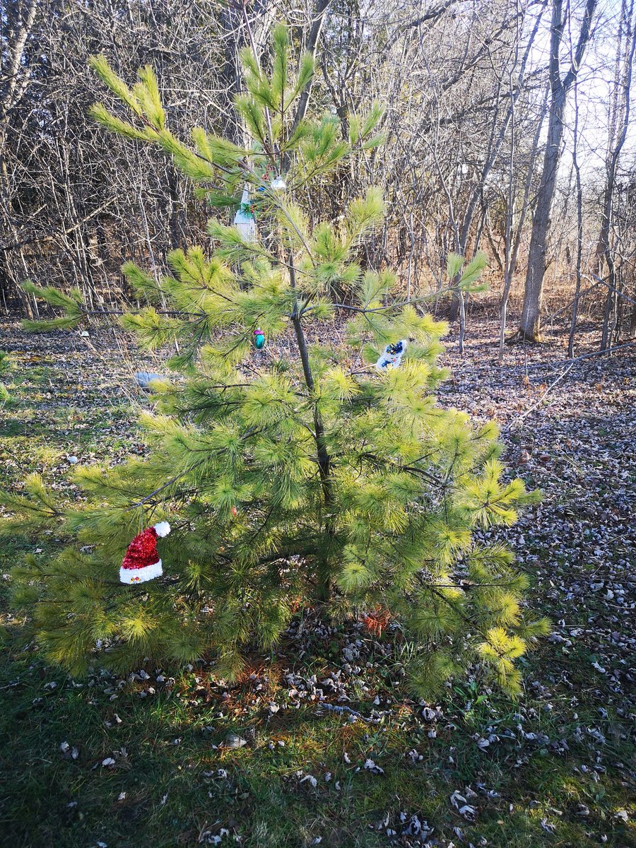 AcemanDanny's tweet photo. @CLOCA1 found these on the path leading into #heberdowns from Cullen gardens. Pretty sure these aren't save for our animal friends. @OntarioParks @HikeOntario https://t.co/a4AJhxZjRy
