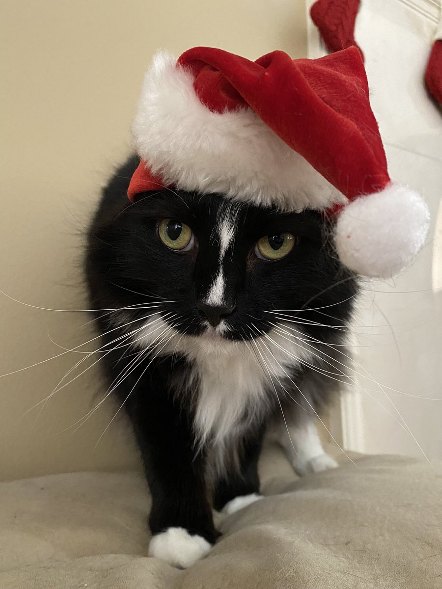 beth_cherry's tweet photo. @goldenlily2017 Figaro is trying to be festiveโฆheโs just not sure if he likes it or not. ๐น https://t.co/WdUTyDWQ9w