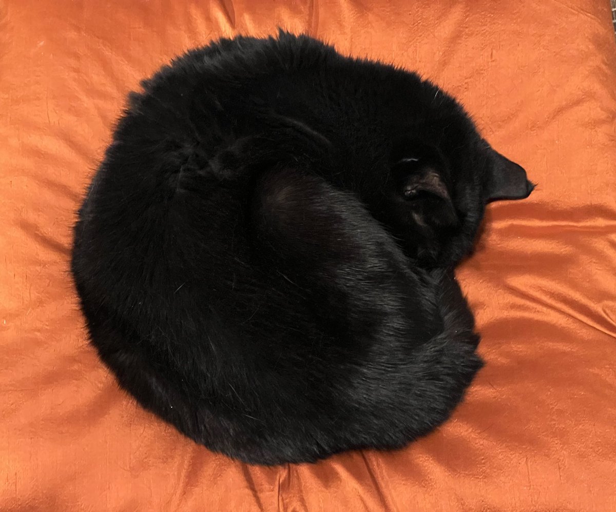 blackcatbutton's tweet photo. Donโt be fooled โฆ ๐๐น๐โโฌ #justaftershebroketheglass #blackcatbutton #MHHSBD https://t.co/o8Z0ugeYDM