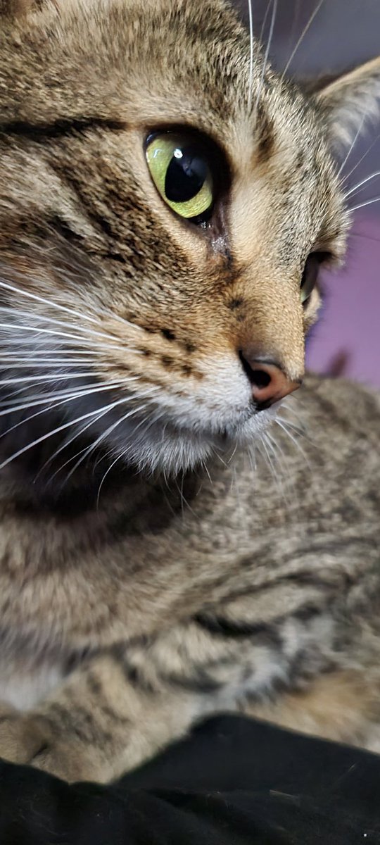 Marcus_TheCat's tweet photo. I'm ready for my closeup. https://t.co/ezwRvrAHXY