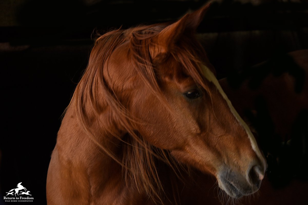 Through September of this year, 16,557 American horses were shipped to their deaths in Mexico and Canada. 

Even one is too many.

TAKE ACTION: bit.ly/3FqY7Fp #horses #wildhorses #yes2safe #nohorseslaughter 📸Tony Stromberg