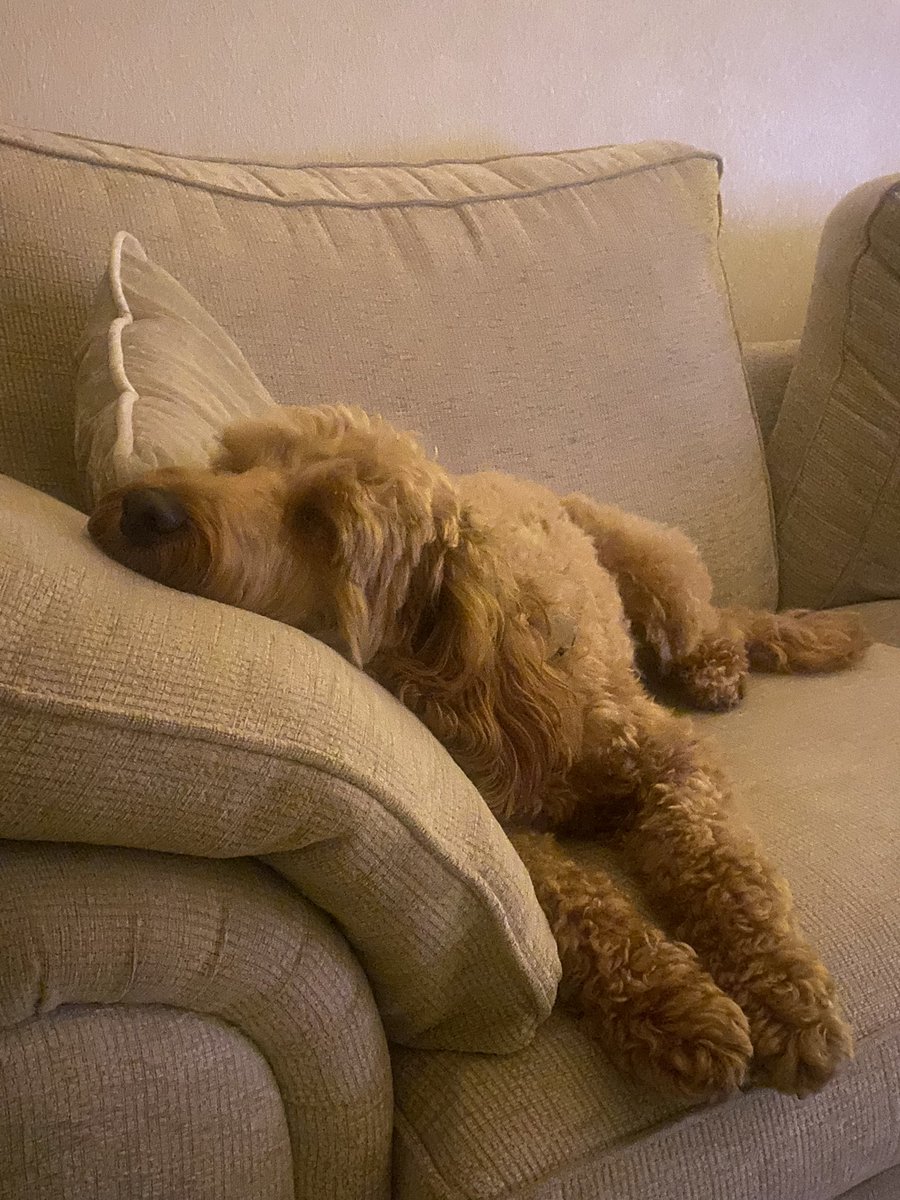CockapooRufus's tweet image. Is it bedtime yet? 💤 #DogsofTwittter