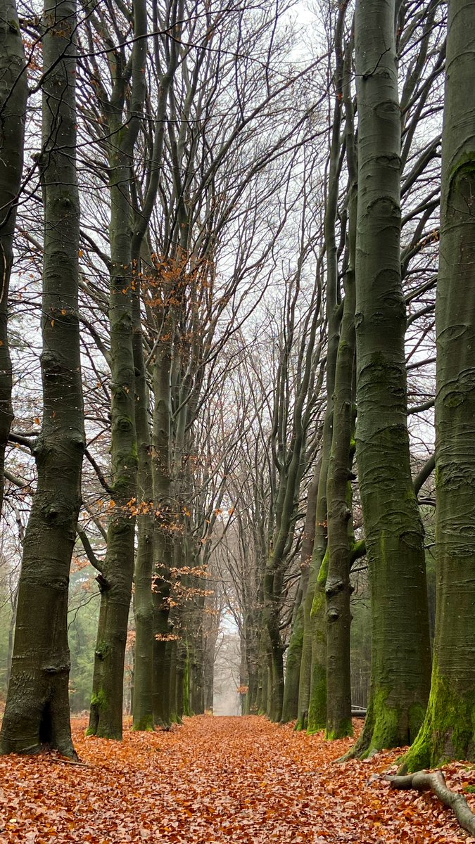mveldhuis76's tweet photo. Rondje #Warnsborn. Hier komt al het mooie van de #Veluwe bij elkaar. De stuwwal, droge smeltwaterdalen, #landgoederen met statige huizen, #lanen, bossen, waterpartijen. Én uiteraard grondwatergevoede #sprengenbeken. #erfgoed #cultuurhistorie #natuur https://t.co/X6hu7kUndu