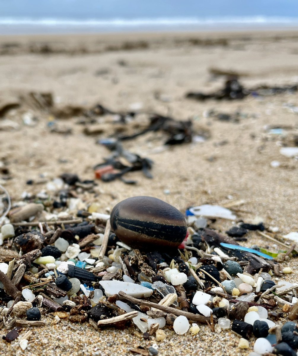 LegoLostAtSea's tweet image. A gift from the sea - among the swathes of micro plastic, a sea bean that has drifted thousands of miles. 
#hamburgerbean