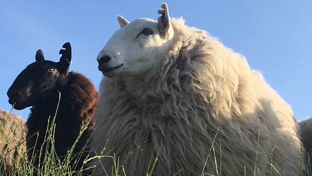 SkyeWeavers's tweet photo. 🐑  New blog 🐑   You can't get much more #locallysourced than our #skyewool. Read our new blog to find out where it comes from: https://t.co/SowdhDhgrh #sheepsunday https://t.co/mFPtrHU3Ob