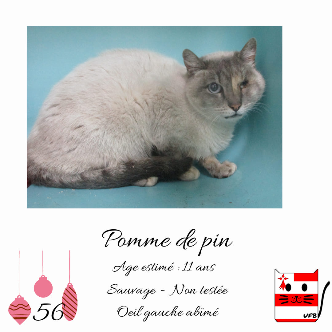 Aria Zuko Ariazuko Twitter