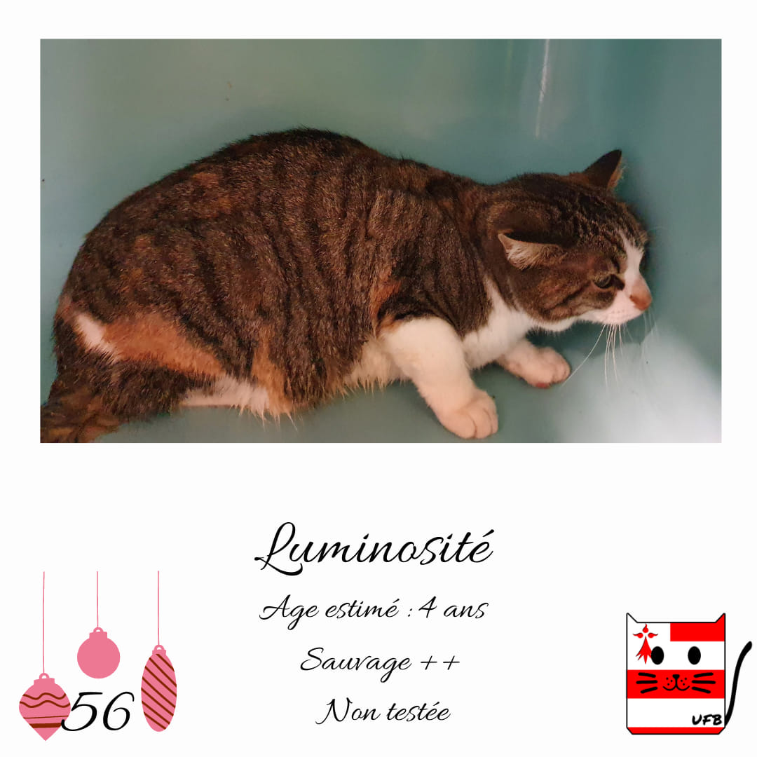 Aria Zuko Ariazuko Twitter