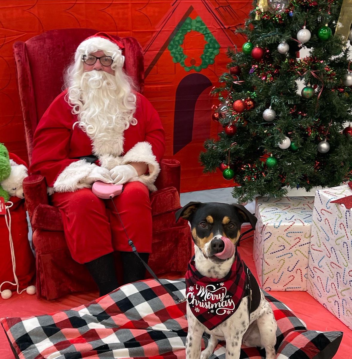 Roxy had snow much fun with santa <a href="/PetSmart/">PetSmart</a> today! #petsmartsantadays She loves #petsmart