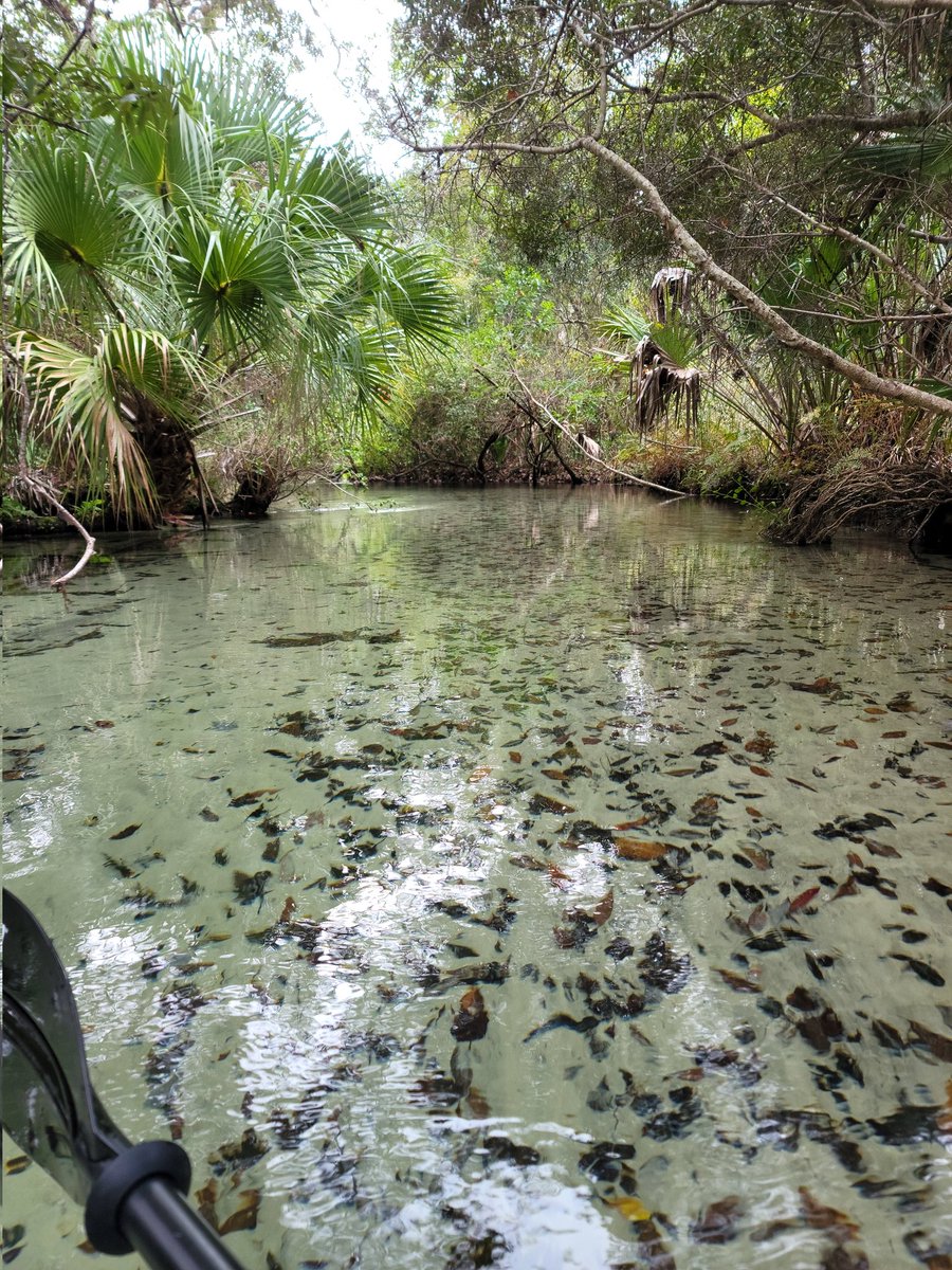 Bugroach (@bugroach2) on Twitter photo 