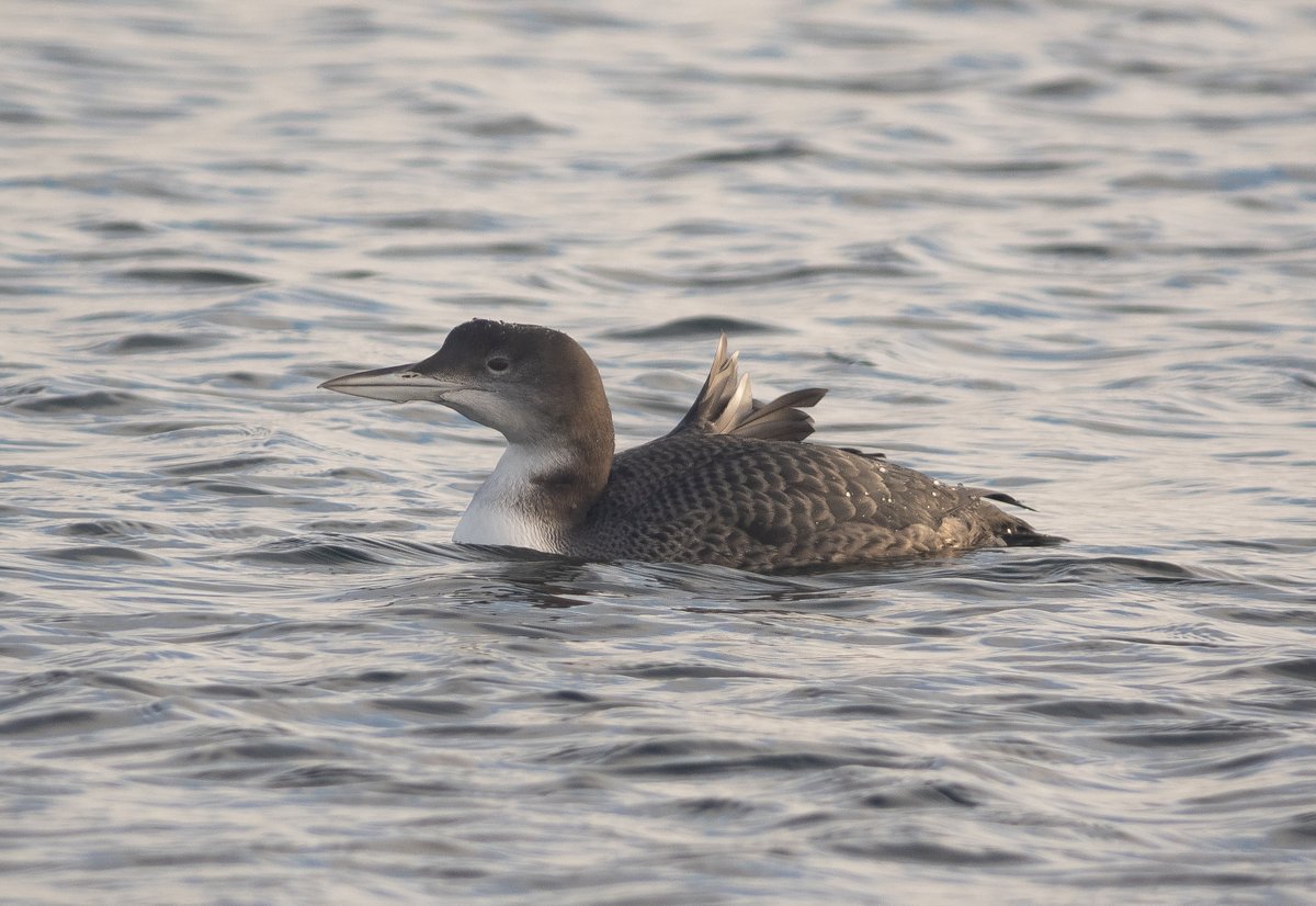 Great Northern Diver, Covenham Res today.
Same bird in three different lighting conditions.
Digidcoped through a <a href="/SwarovskiOptik/">SWAROVSKI OPTIK</a> STX 85.
<a href="/bobubirder/">BOB USHER</a> <a href="/DonnyBirding/">Donnybirding</a> <a href="/1ChrisHarris/">Chris Harris</a> <a href="/RareBirdAlertUK/">RareBirdAlertUK</a> <a href="/PaulHdigiman/">Paul Hackett</a>