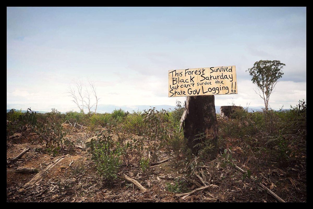 knittingnannasT's tweet photo. @MikeySlezak Native forest logging is anything but sustainable #VicForestsFail https://t.co/FbSt2Zpz92