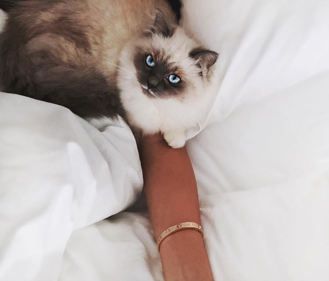 eeddum's tweet image. The cute kitten likes to lean on my arm hahaha