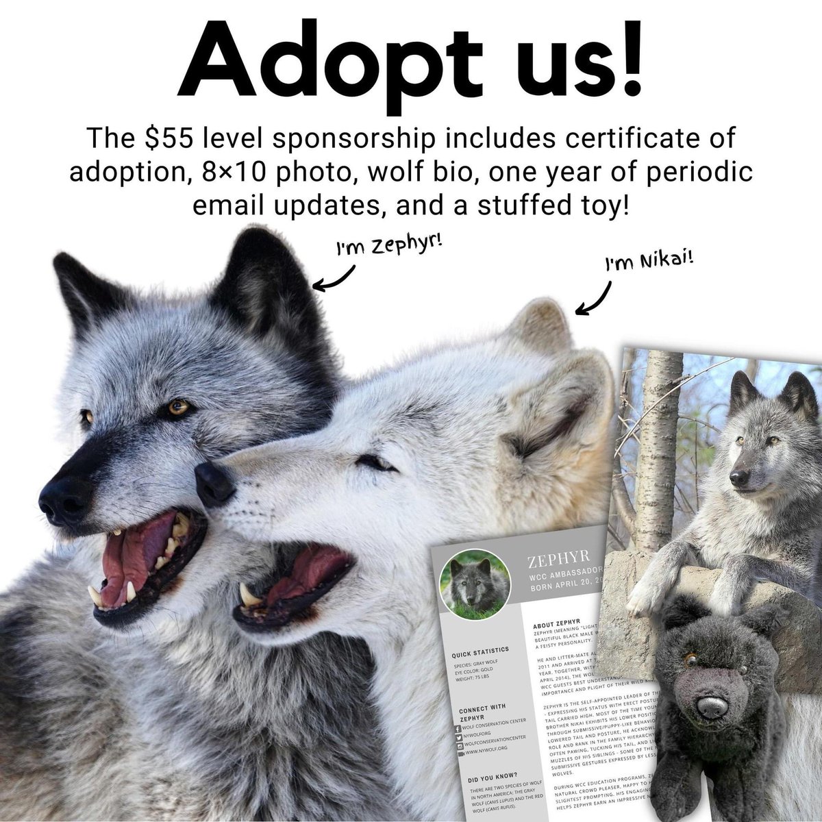 Looking for a special gift? Show someone you love them, and show WOLVES you love them, by symbolically adopting one of the 34 wolves that call the Wolf Conservation Center home! Adopt a wolf here ➡ nywolf.org/adopt-a-wolf/