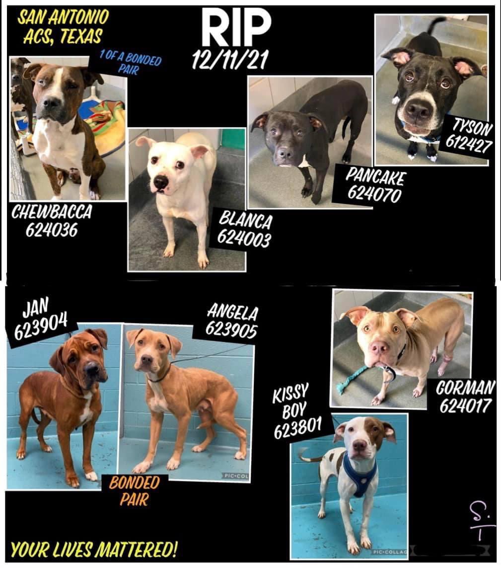 nasrene41's tweet photo. #SanAntonioACS #Texas #GregAbbottHatesDogs #BetoForGovernor
RIP
8 murdered by @SANANTONIOACS
#Chewbacca, #Blanca, #Pancake, #Tyson, #Jan, #Angela, #KissyBoy & #Gorman. Your lives didn’t matter to @GregAbbott_TX or @Ron_Nirenberg
https://t.co/B2253I1VqL https://t.co/e5IoKU207g