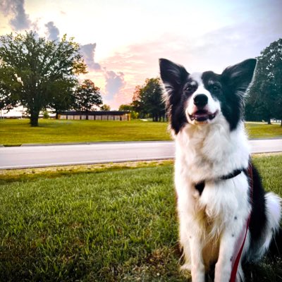 CSBCJP's tweet photo. #NewProfilePic I’m back but solo with my dad now. Life can be ruff but it’s better with a #bordercollie https://t.co/lv9aLSoPNf