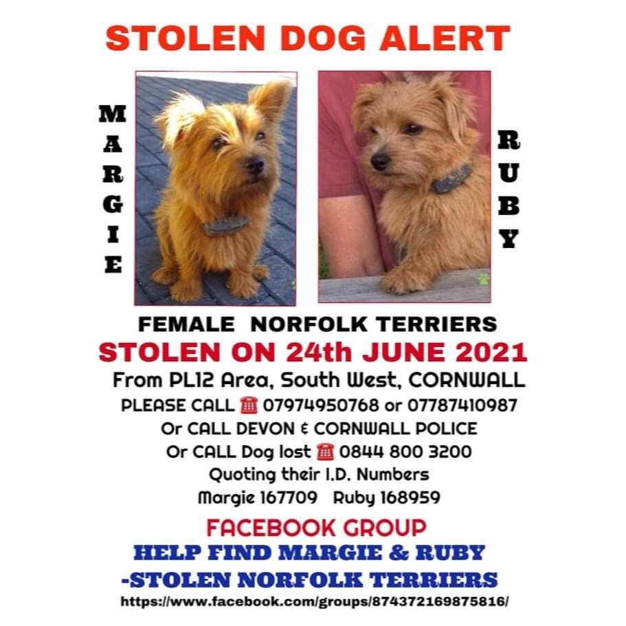 Come on Margie. Come on Ruby. You can do it. Please come home to us 🙏🙏🙏🙏💔💔💔💔🌻🌹 #StolenMargieandRuby #Cornwall #norfolkterrier