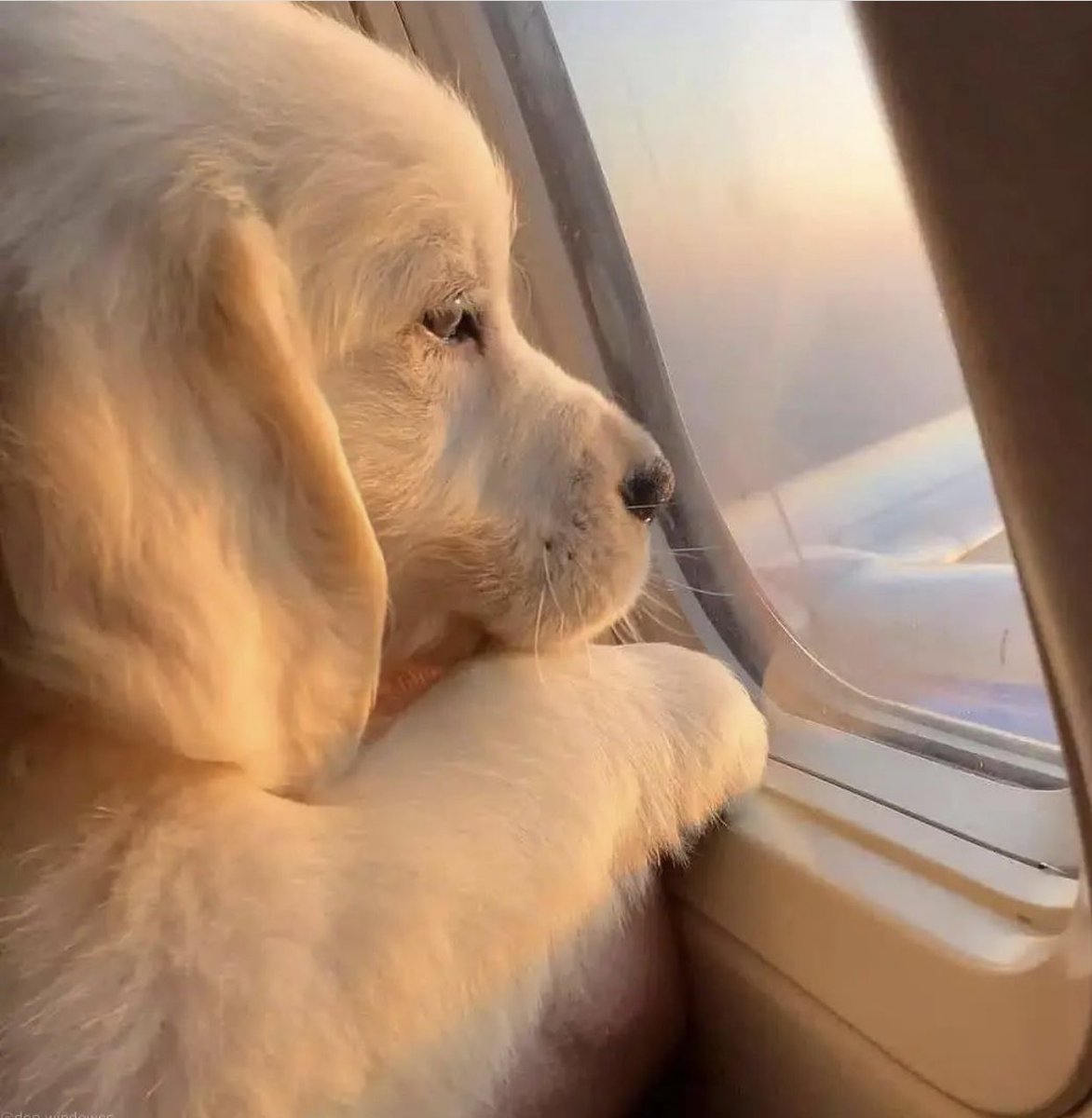 Yogui_Bear's tweet image. Él no puede equivocarse 
#TeamVentana #WindowsTeam #EquipoVentana #GoldenRetriever 
📸IG thatdogfreek