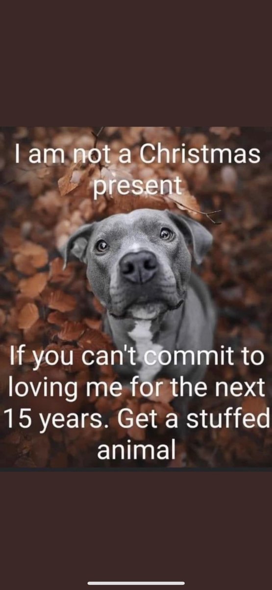 JamieLittleTV's tweet photo. Please keep this in mind this Christmas. We want all dogs to have a home but we want it to be FOREVER, not a moment. https://t.co/4jhEoGESZA