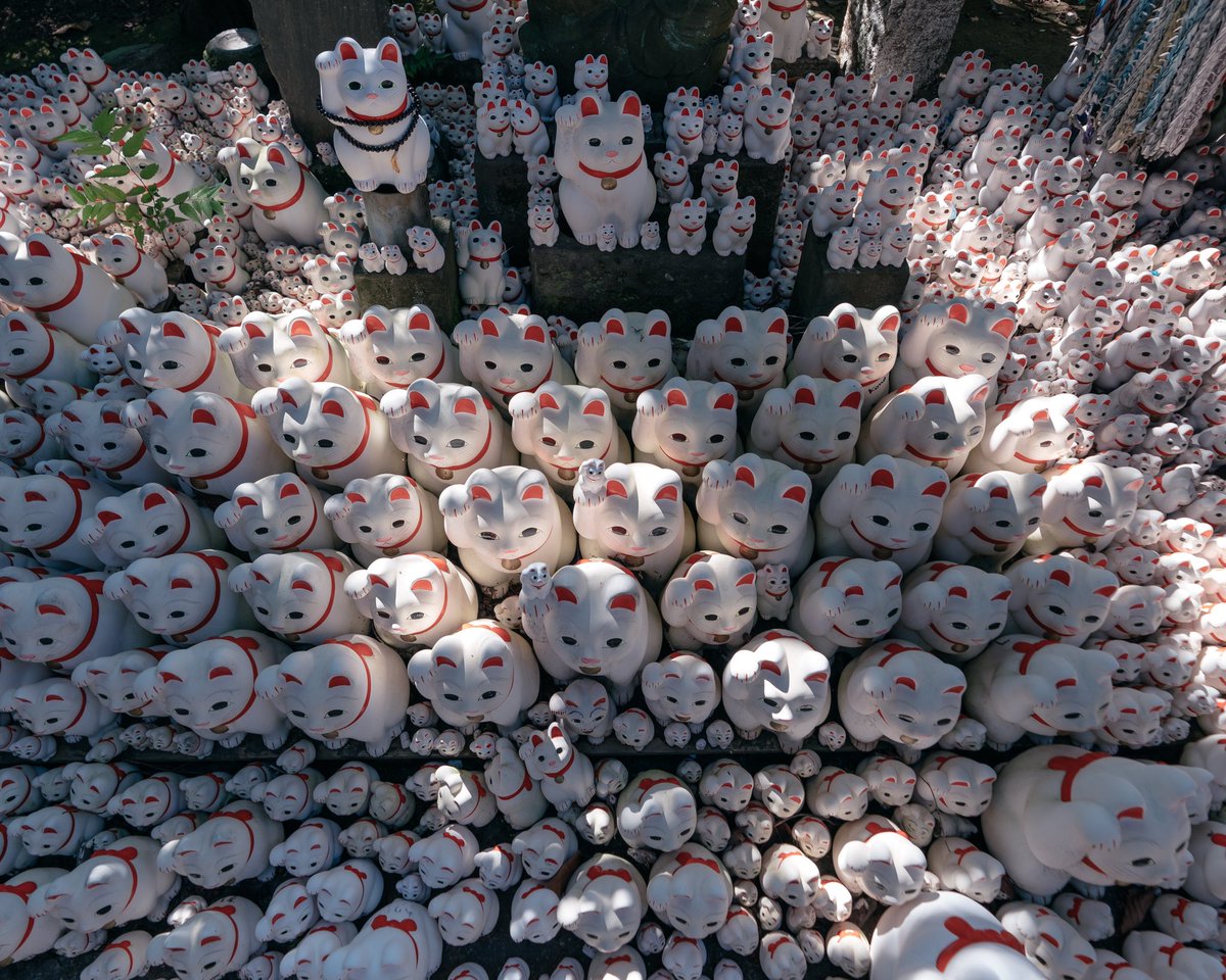 Daruma dolls and cats…