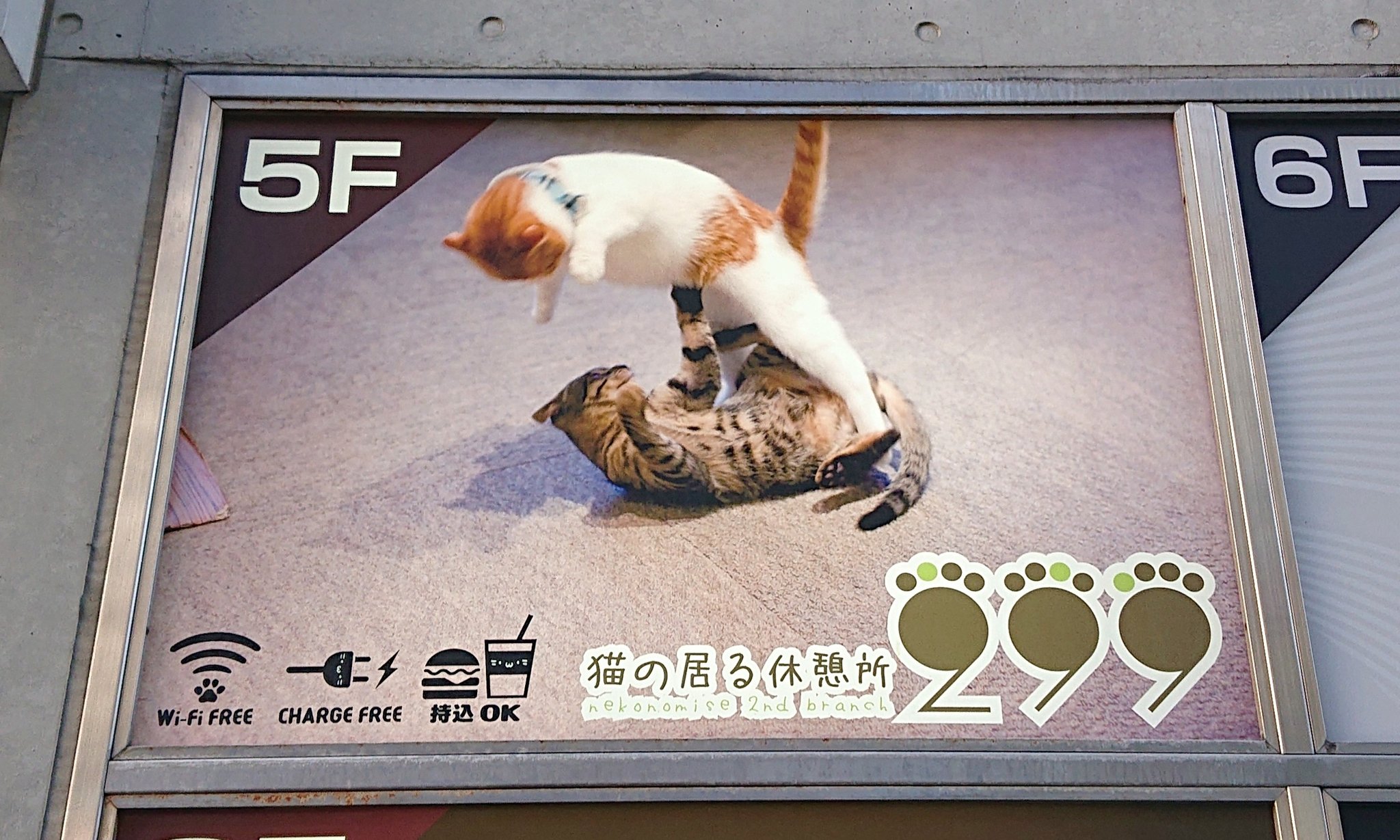 猫カフェオーナー Nekomise O Twitter